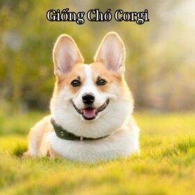 Giống Chó Corgi