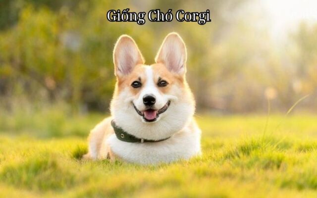 Giống Chó Corgi