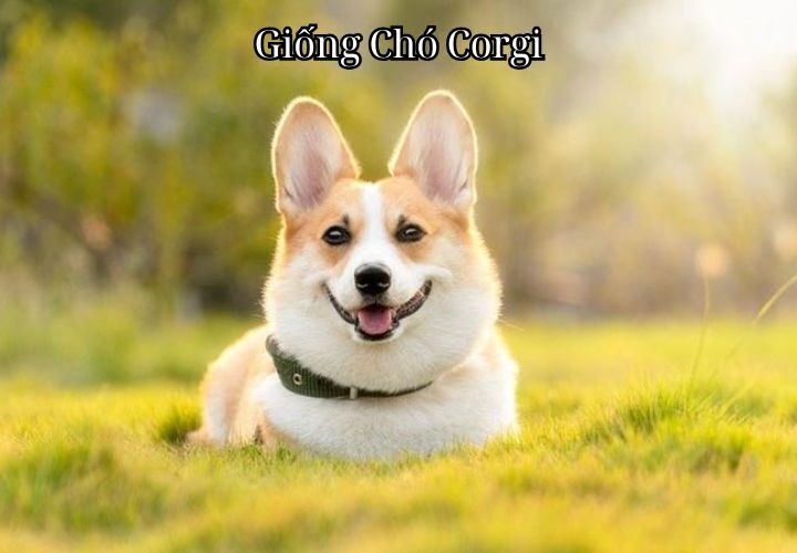 Giống Chó Corgi